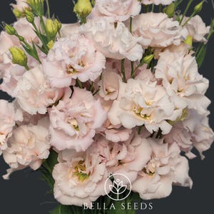 May include: A bouquet of pale pink lisianthus flowers with green stems and buds. The flowers are arranged in a cluster, with some of the blooms open and others still closed.