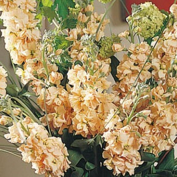 Stock Xmas Apricot 10+ Seeds, Stock Matthiola - Etsy