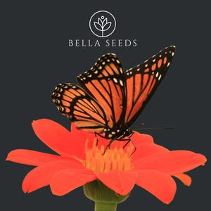 50 Mexican Sunflower Seeds