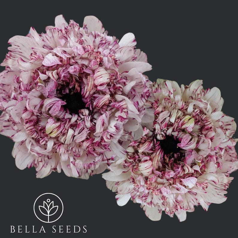 Seti Ranunculus Brushmark Seti Ranunculus Corms: Purple Brushstroke Persian Buttercups ...