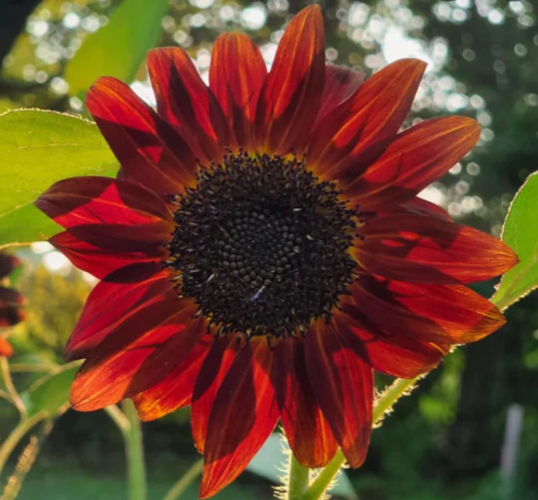 50 Velvet Queen Sunflower Seeds Etsy