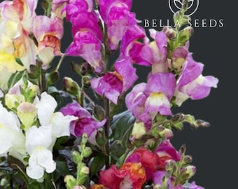 Snapdragon Twilight Mix Seeds | Cut Flower Seeds | Moody Dark Purple Pink White Antirrhinum | Cottage Garden Flower Seeds