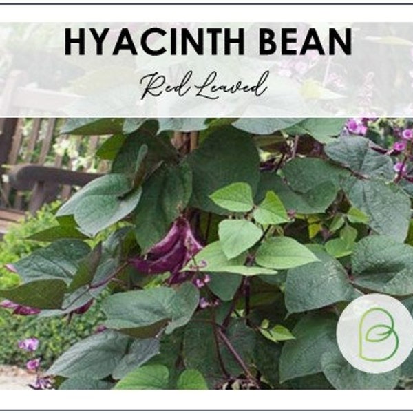 Hyacinth Bean Red Leaved Seeds - 5 Seeds