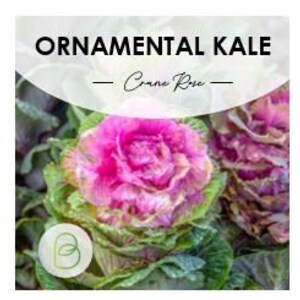 Crane Rose Flowering Ornamental Kale Seeds - Etsy
