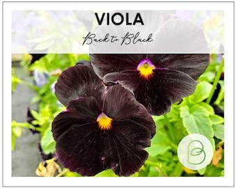 xx Viola, Back to Black 50 seeds, Rare Seeds,