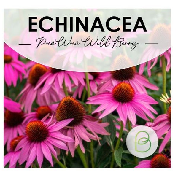 Powwow Etsy Powwow Etsy