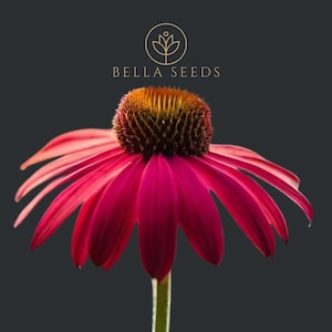 Primadonna Deep Rose PRIMED Coneflower Echinacea 10 Seeds, Perennial Seeds, Cone Flower Seeds, Cut Flower seeds, Rare Seeds