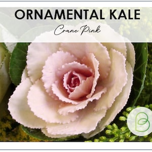 Crane Pink Flowering Ornamental Kale Seeds