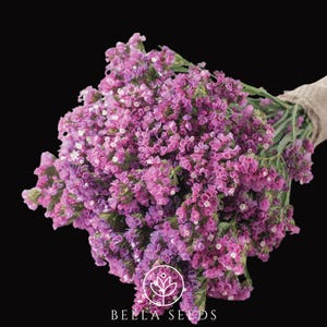 Statice Seeker Rose Shades, 25+ Seeds, Dried Flowers, Dried Bouquet, Cut Flower Seeds, Status seeds