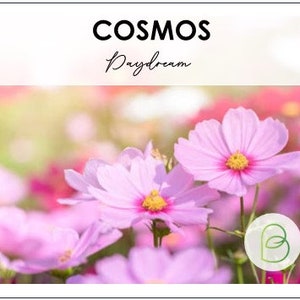 Cosmos Daydream Flowers - 50 Seeds Pack || Vibrant Blooms for Your Garden || Gardening Gift