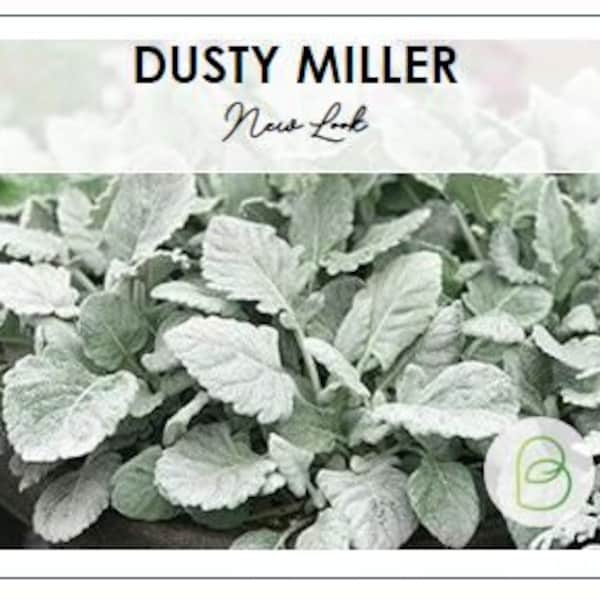 50 Dusty Miller New Look Pelleted Seeds