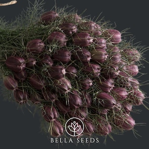 Nigella Albion Black Pod 25 seeds, Nigella, Cut Flowers