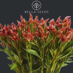 Celosia Seeds - Celway Series Salmon 10 Seeds