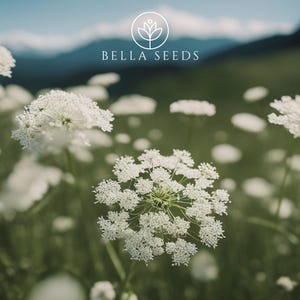 Ammi Majus Seeds, White Dill, False Queen Anne’s lace, Bishops Flower, Heirloom Seeds Campanula Americana Cut Flower Gift gardener 100 Seeds