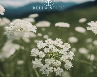 Ammi Majus Seeds, White Dill, False Queen Anne’s lace, Bishops Flower, Heirloom Seeds Campanula Americana Cut Flower Gift gardener 100 Seeds