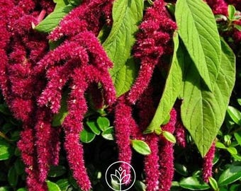 Love Lies Bleeding 50+ Seeds, Amaranthus caudatus