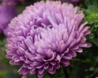 Aster Milady Lilac Seeds, 25 Seeds