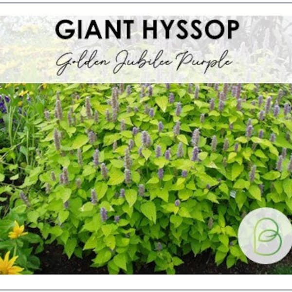 Golden Jubilee Purple Giant Hyssop 5 Seeds, Agastache foeniculum