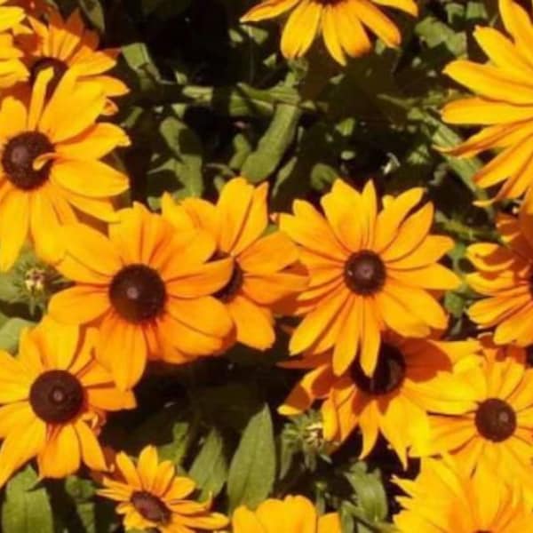 Rudbeckia Marmalade 25+ Seeds, Rudbeckia Hirta seeds, Black eyed Susans seeds