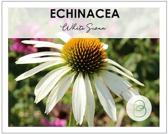 White Swan Echinacea Coneflower 25 Seeds