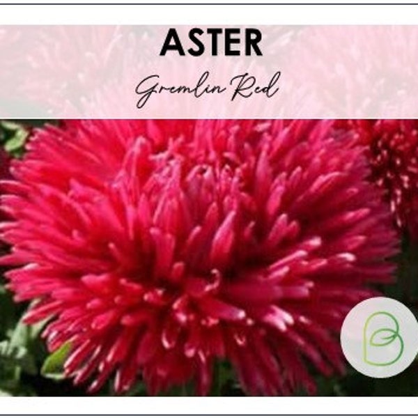 Aster Gremlin Red 25 Seeds, Cut Flower Seeds, Pompon Blooms, Garden Seeds, Bouquet