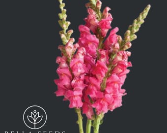 Snapdragon Potomac Cherry Rose 10+ Seeds