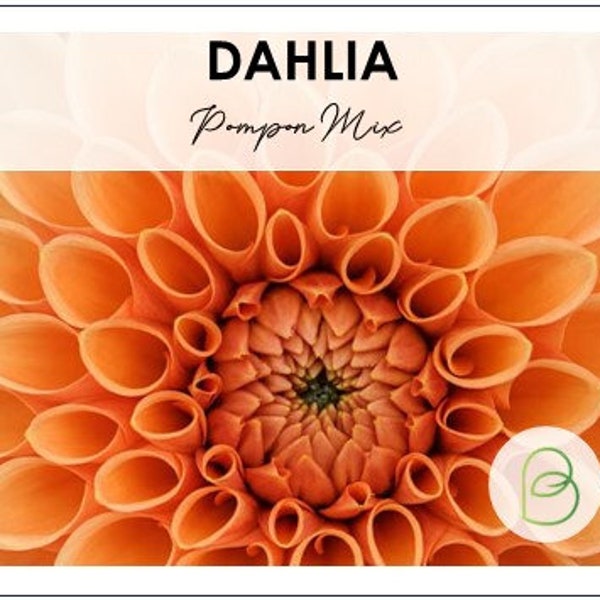 Dahlia Pompon Mix 50 Seeds || Flower Planting || Gardening Gift || Vibrant Blooms || Garden Enthusiasts