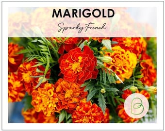 Sparky French Marigold 100 Seeds (0.3g) Mix