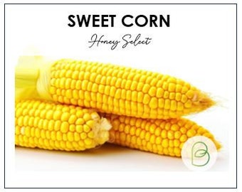 Honey Select Hybrid Yellow Sweet Corn Seeds, Zea mays, Heirloom Seeds, sweetcorn vegetable seeds, Fresh Garden Seeds, Warm Weather Crop