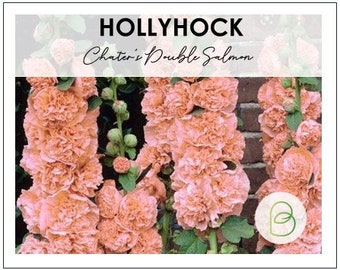 Hollyhock Chaters Double Salmon Seeds 15 seeds, Alcea rosea, Garden Flowers, Rare Seeds, Chirstmas Gift, Perennial Seeds