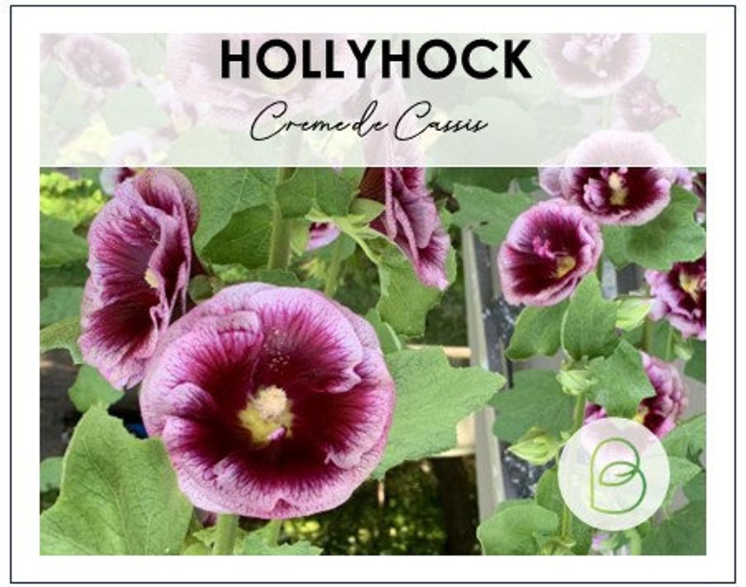 Alcea Rosea, Hollyhock Creme De Cassis 10 Seeds - Etsy