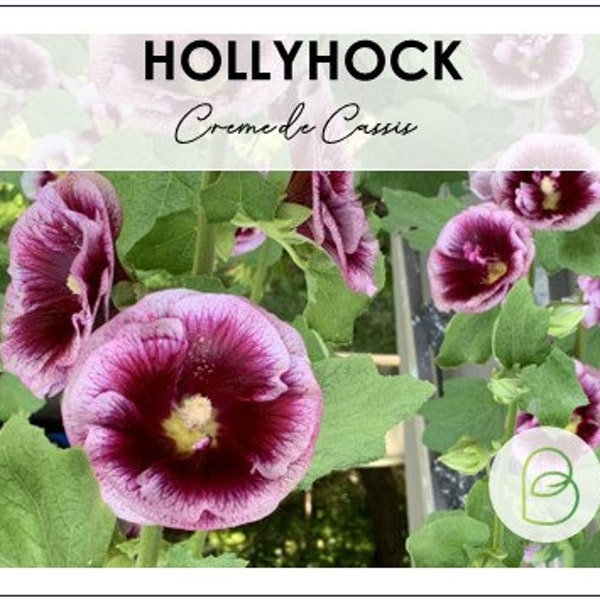 Alcea rosea, Hollyhock Creme de Cassis 10 seeds