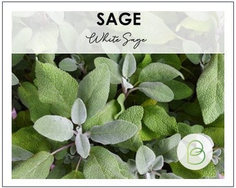 White Sage Seeds, 75 seeds, Smudging Sage, Medicinal, Spiritual Clenasing,Sacred Plant, Heirloom Seeds, non-GMO, Garden Herb Seed, Annual
