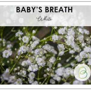 White Baby's Breath Seeds, Annual, Gypsophila elegans, Heirloom Seeds, Cut Flower Seeds, Gift for Gardener, Rare Seeds, Dried Flower Seeds