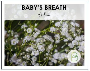 Flowering Spurge Baby's Breath Flowers, 25 Heirloom Flower Seeds per Packet, Non GMO Seeds
