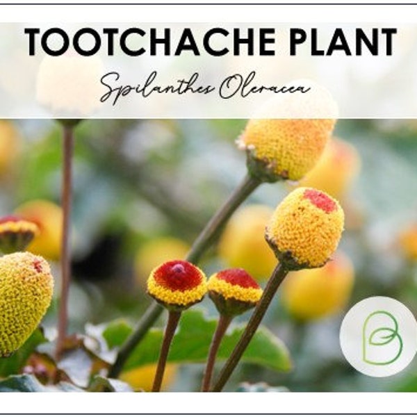 Toothache Plant 75 Seeds Heirloom, Non-GMO, Spilanthes Oleracea Medicinal, Electric Daisy, Eyeball Plant, Peek-A-Boo, Electric Buttons,