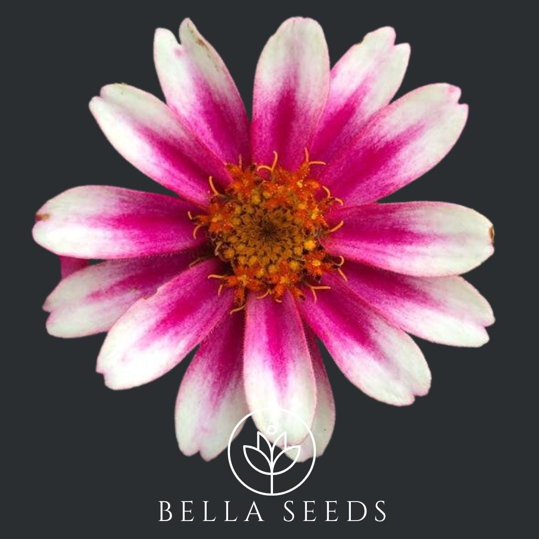 Zinnia Profusion Cherry Bicolor 20 Seeds, Pollinator Plant