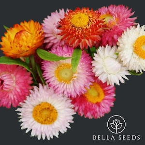 Strawflower Swiss Giant Seeds