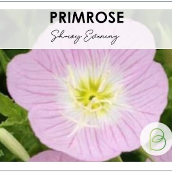 50+ Showy Evening Primrose Seeds