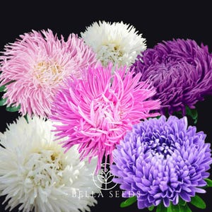 May include: A bouquet of six aster flowers in various shades of pink, purple, and white. The flowers have a fluffy, pom-pom like appearance.