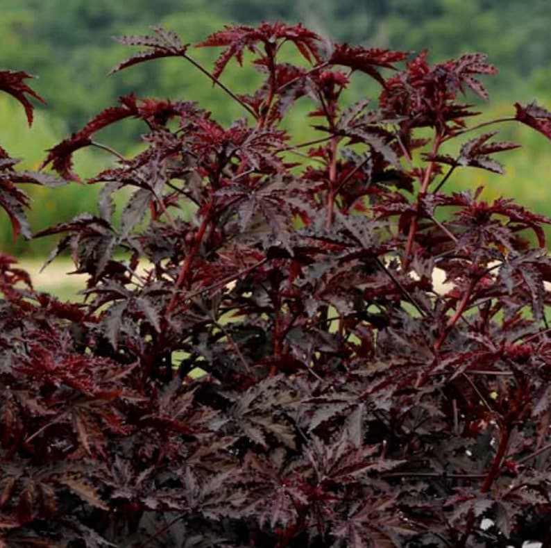 Bella Hibiscus Seeds - Thumbnail 5