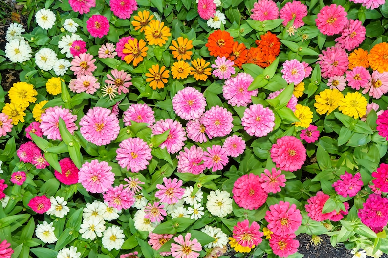 BellaSeedsUS Zahara Zinnia Seeds - Thumbnail 4