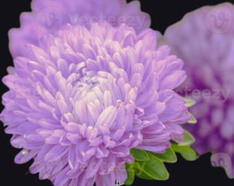Aster Gremlin Lavender Seeds, 25 Seeds