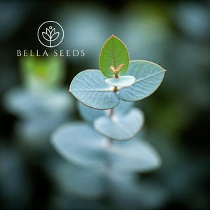 Small Leaved Gum Eucalyptus Seeds