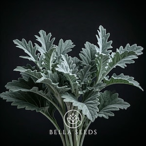 50 Dusty Miller New Look Pelleted Seeds