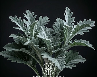 50 Dusty Miller New Look Pelleted Seeds