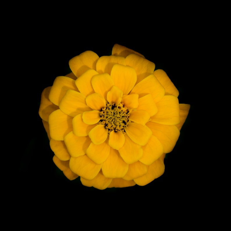 BellaSeedsUS Benary's Giant Zinnia - Thumbnail 2