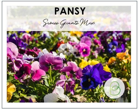 Purple Pansy - DM Color