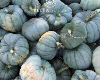 Jarrahdale ORGANIC Pumpkin Seeds, 15 Seeds, Green Blue Pumpkin Seeds, Fall Planting, Halloween Seeds, Survival Garden, Mini Garden