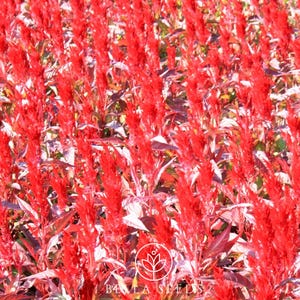 Celosia, Forest Fire 15+ seeds, Cockscomb Seeds